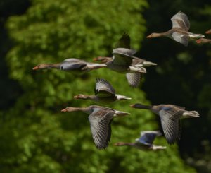 flock-of-birds-canada-geese-geese-wing-55832-300x245.jpeg