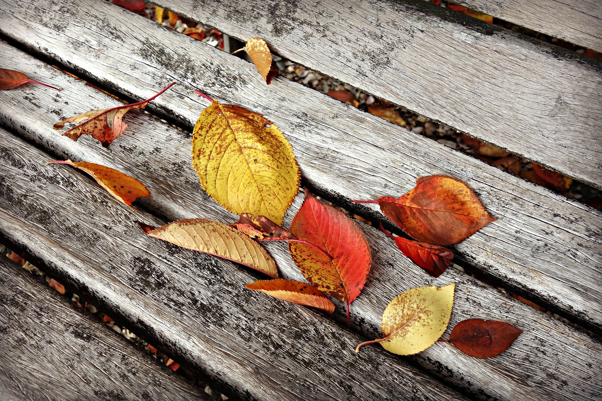 autumn-leaf-3871843_1920.jpg