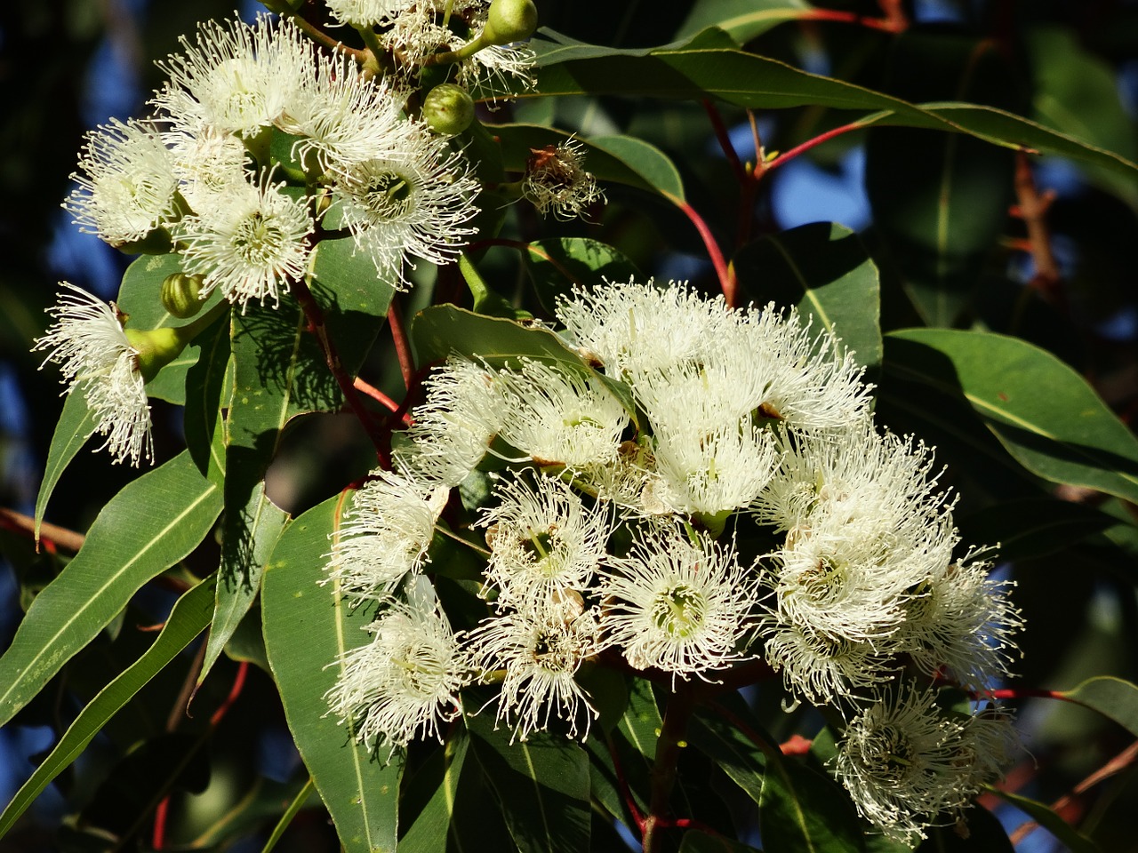 eucalyptus-flower-777903_1280.jpg