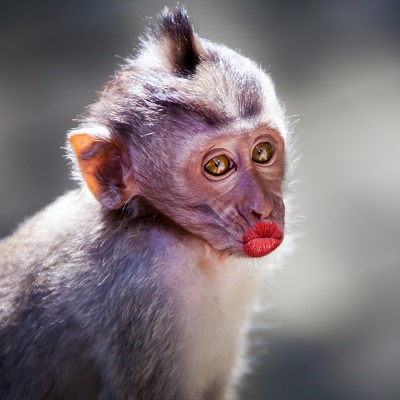 kissing-monkey-400.jpg