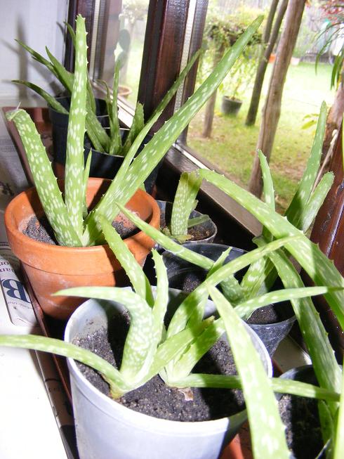 Aloe vera gyerekek.jpg