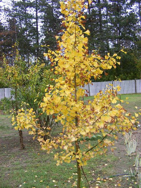 Gingko biloba.jpg