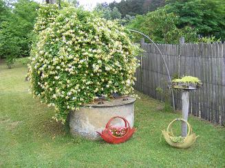 Hibiszkus fáklyaliliom vanílialonc 003.jpg