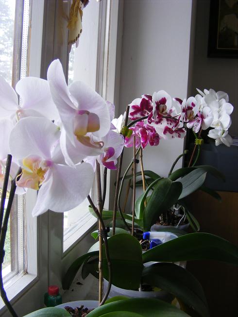 Orchideák 001.jpg