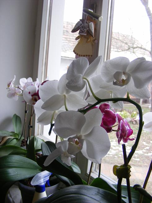 Orchideák 002.jpg