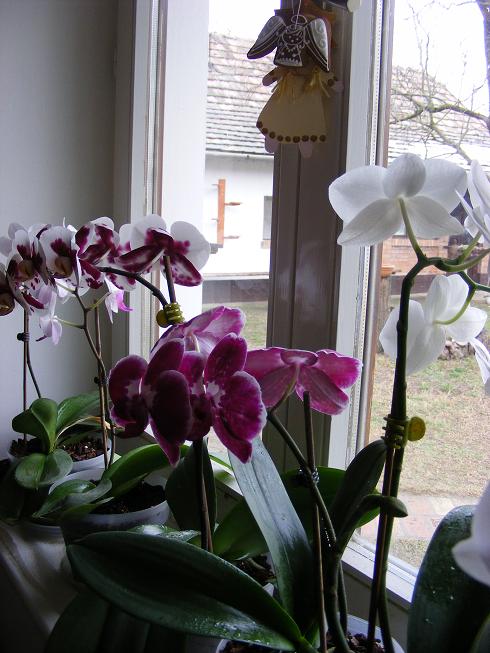 Orchideák 003.jpg