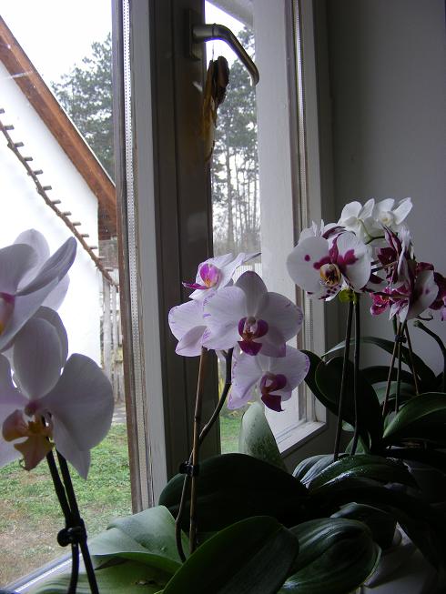 Orchideák 004.jpg