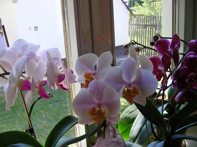 Orchideák.jpg