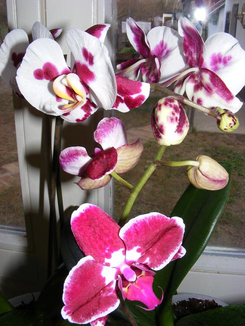 Orchideák02.jpg