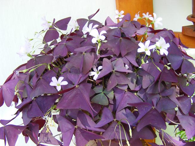 Oxalis-1.jpg