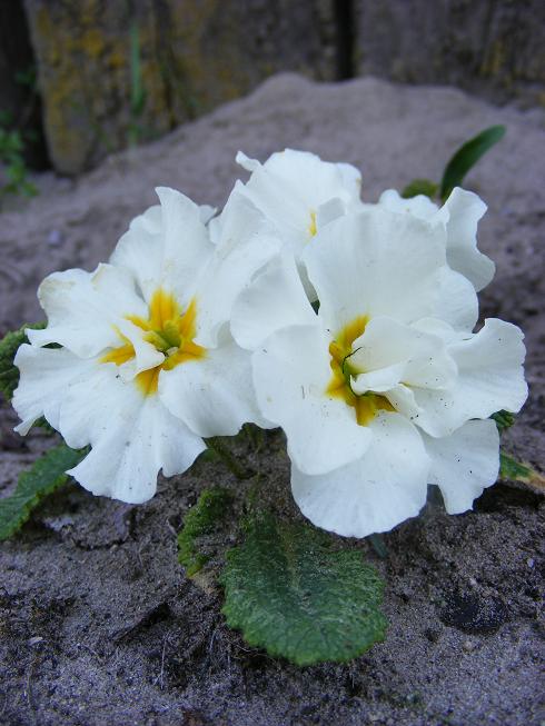 Primula1.jpg