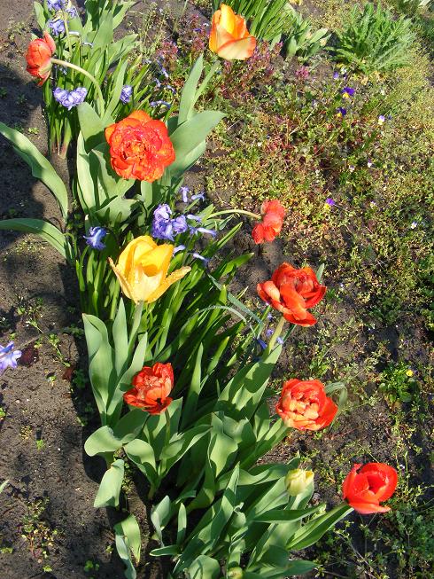 Tulipán és jácint2.jpg