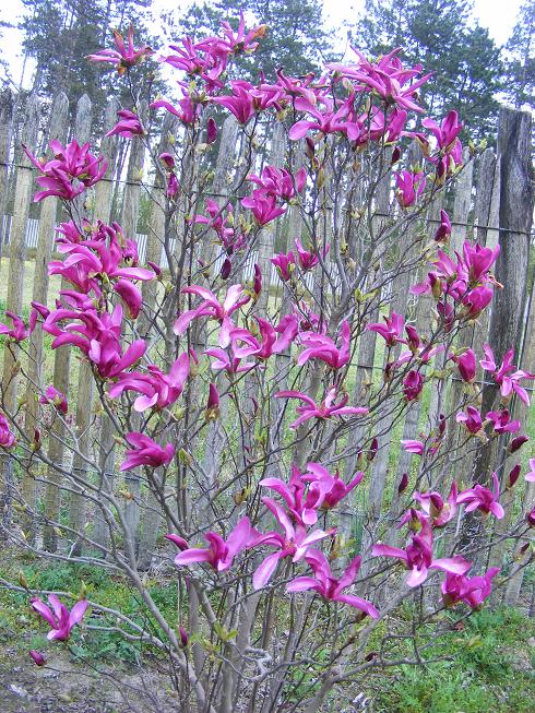 magnolia_1.jpg