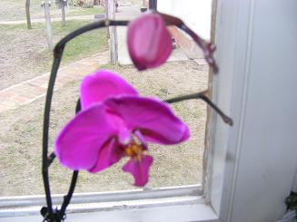 orchideabimbo.jpg