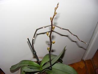 orchideabimbok.jpg