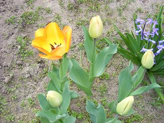 tulipan_korai.jpg
