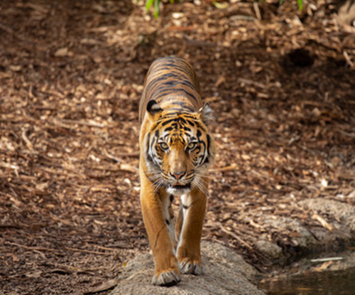 tiger-on-log.jpg