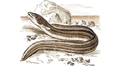 Fura lények a Balatonban: a kígyószerű hal