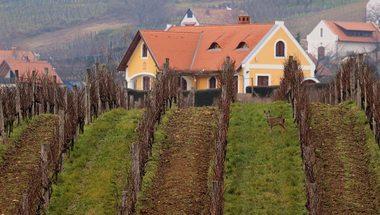 Ahol középkori szőlőből készül a pezsgő: Bencze Családi Birtok