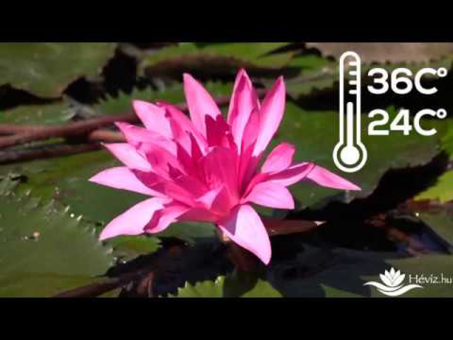 Lotus a hévízi tóban!
