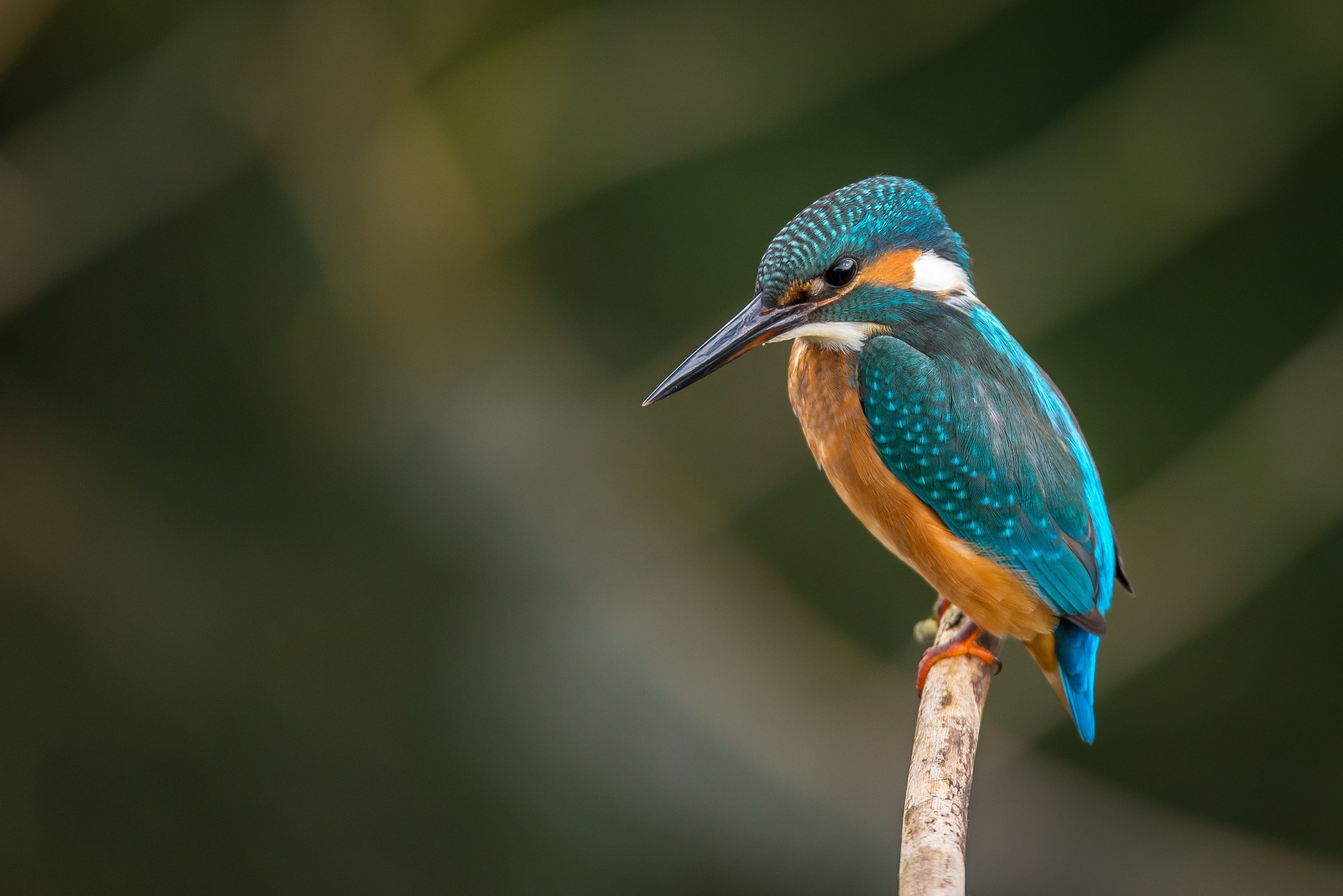 kingfisher-983944_1920.jpg