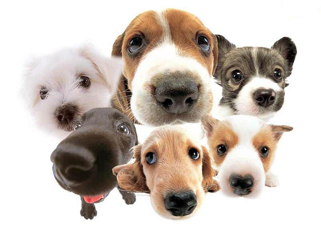 44393-dogs-cute-dogs-wallpaper.jpg