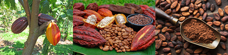 Cacao mix.jpg