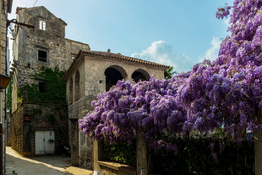 perast_viskovic_palate_20.jpg