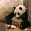 Hapcizó bébi panda *-*