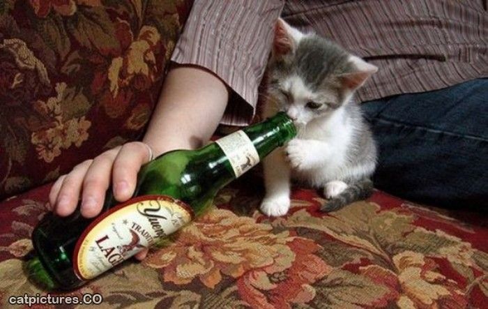 Kitty_Wants_Some_Beer.jpg