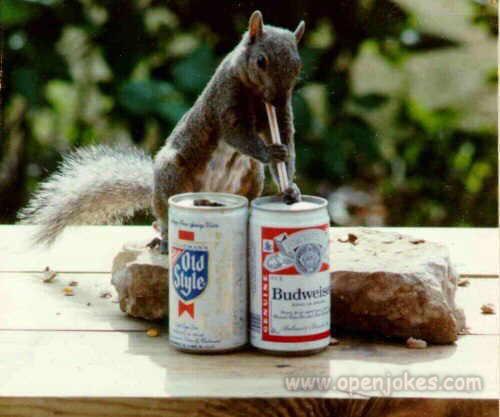 squirrel-with-beer-1227823718.jpg
