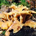 #nofilter #mik #mushroom #nature