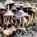 #mik #mushroom #nature #nofilter