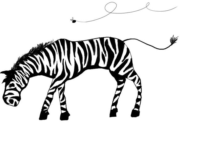 Zebra