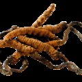 Egy ígéret a rákkutatásban - A Cordyceps gyógygomba