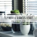 Így neveld a kaktuszaidat #1