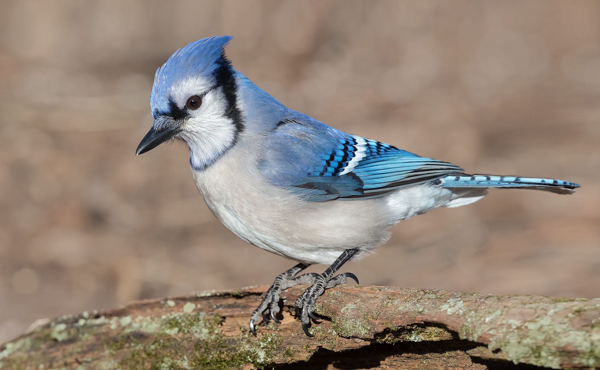 blue-jay_2.jpg