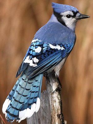 blue_jay_1.jpg