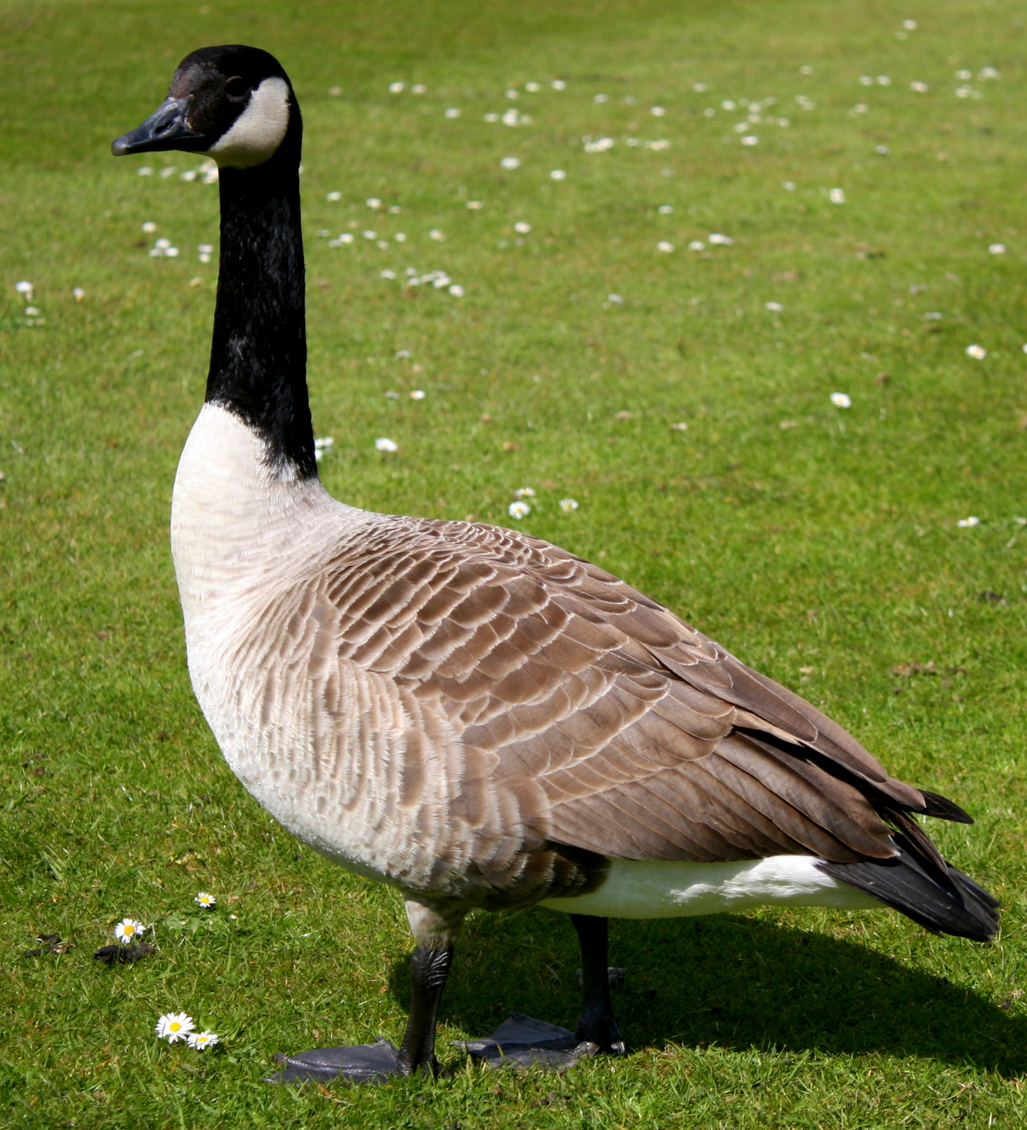 canada_goose_1.jpg