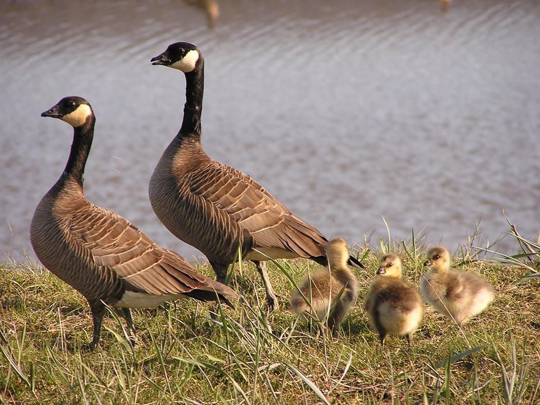 canadian_goose_2.jpg