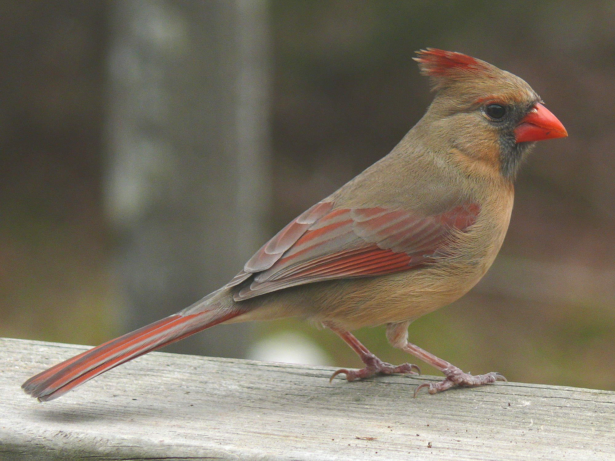 female_cardinale_1.jpg