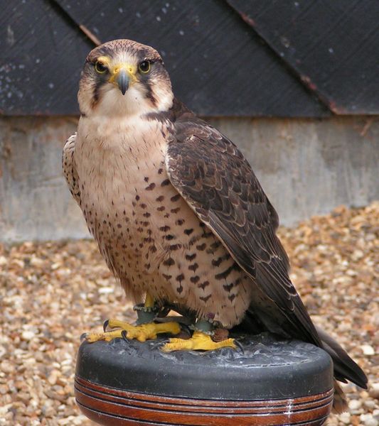 peregrine_falcon_2.jpg