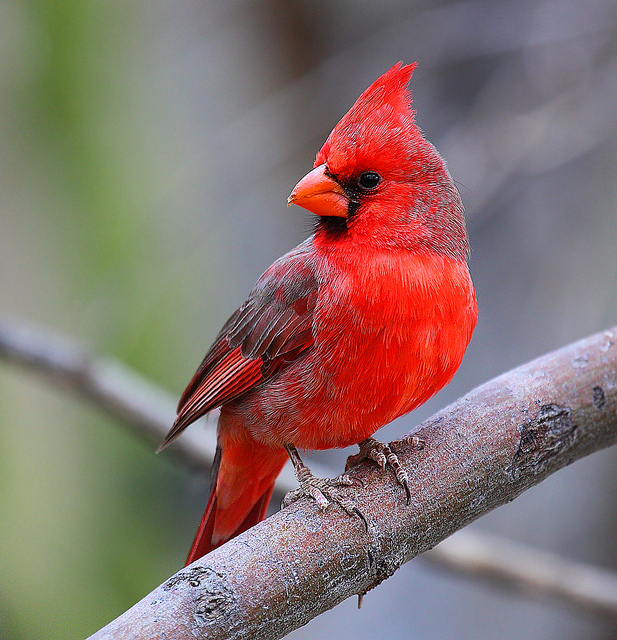 red_cardinal_1.jpg