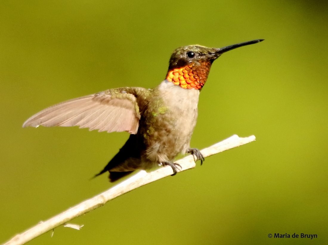 ruby-throated-hummingbird.jpg