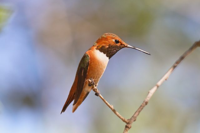 rufous_hummington.jpg