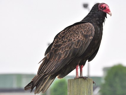 turkey_vulture_1.jpg