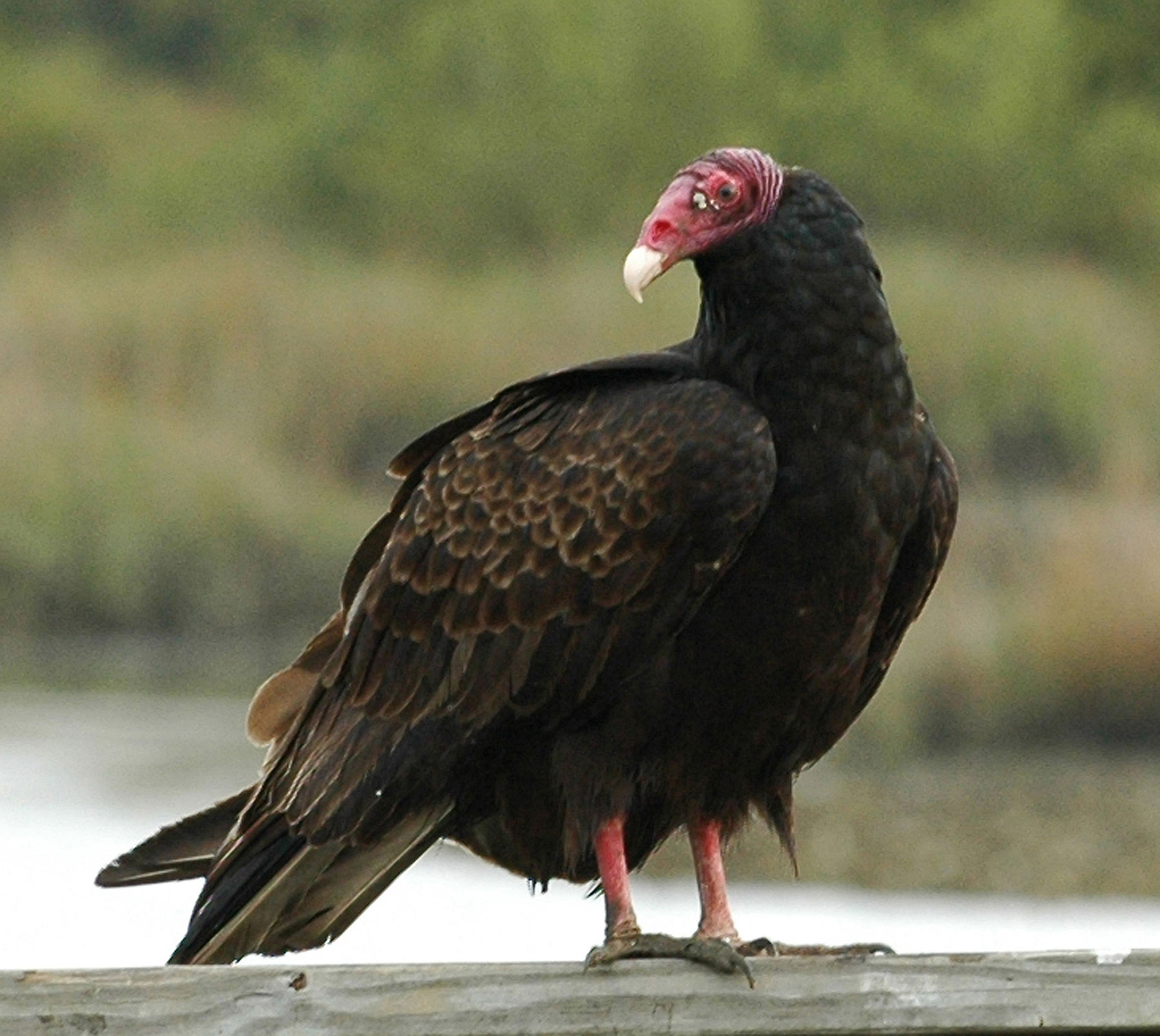 turkey_vulture_2.jpg