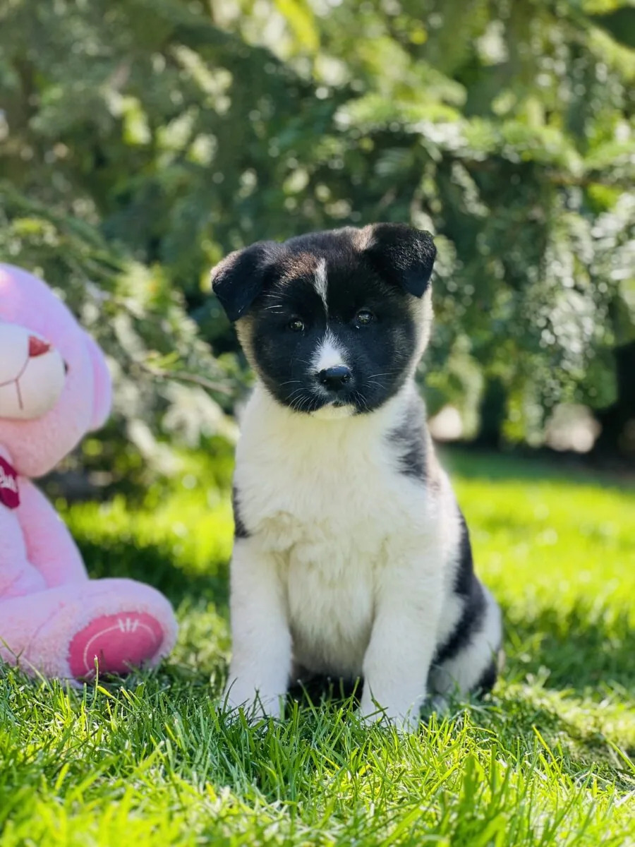 "Where Can I Sell Puppies? Responsible Ways to Find Loving Homes for Your Pups"