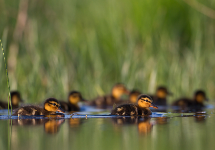 Migration Magic: Understanding the Flyways of the Carpathian Basin