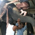 Hogyan másszuk meg az Indiai elefántot?